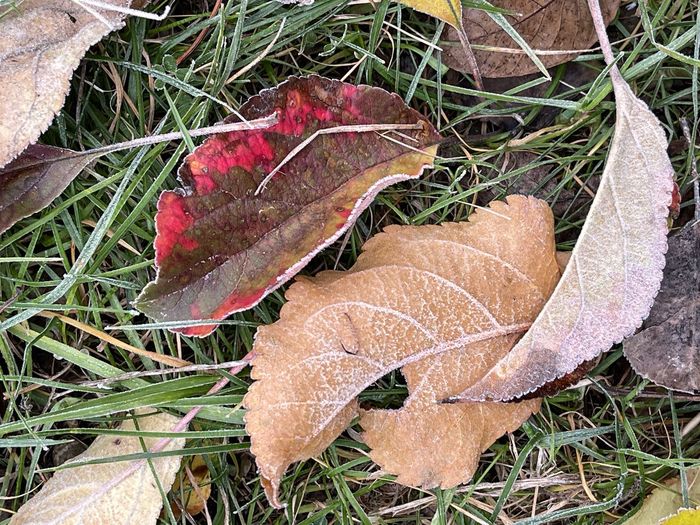 High angle view of wet dry leaves on field