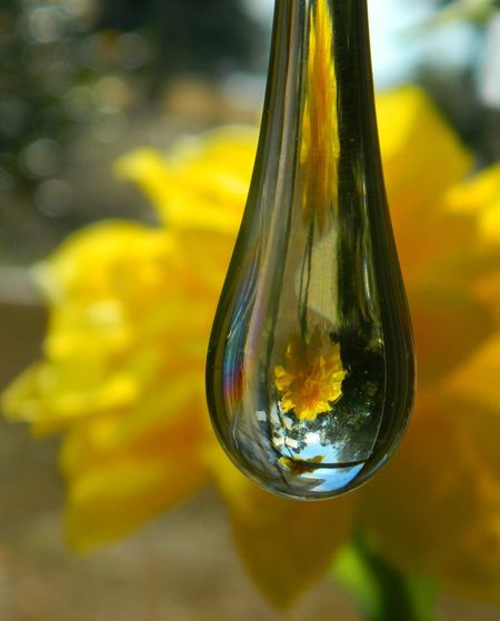 Close-up of yellow flower in water