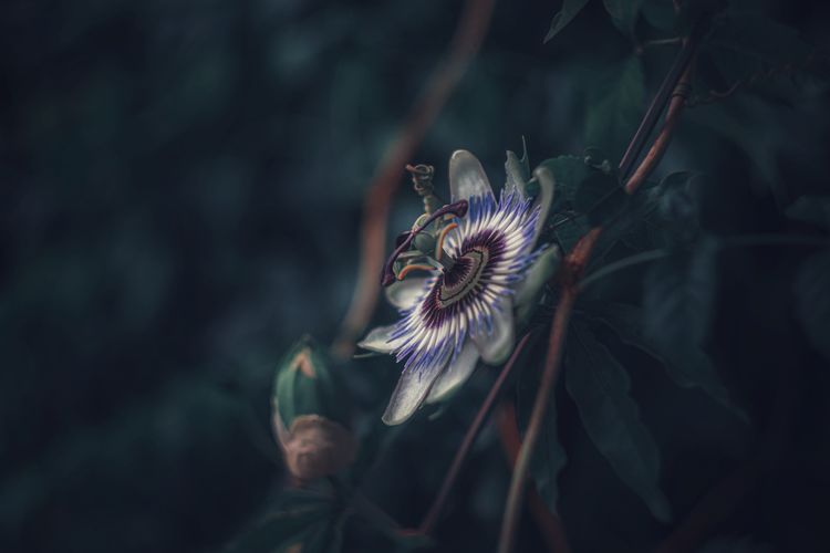 Close-up of passion flower on plant