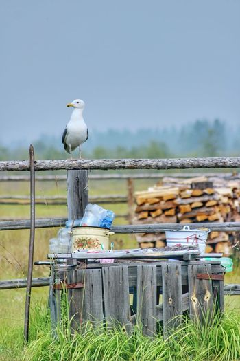 Seagull perching on wooden post