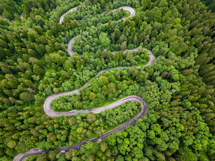 High angle view of plants growing on road in forest