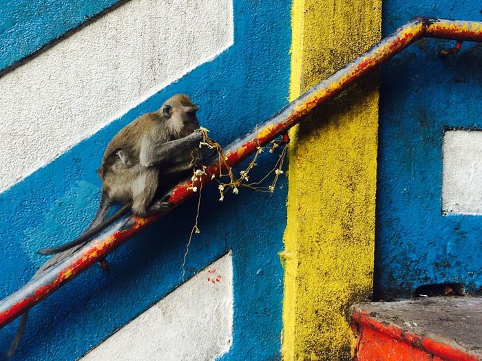 Monkey sitting on railing against wall