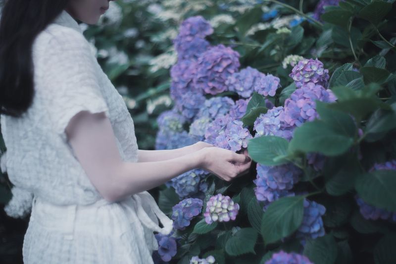 Midsection of woman holding purple flowering plants
