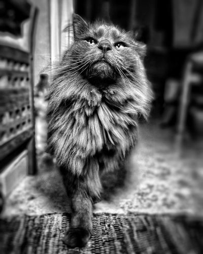 Portrait of cat looking away