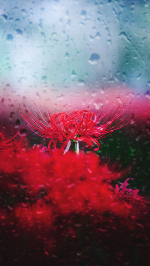 Close-up of wet red flower in rain
