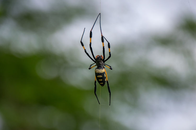 50 Golden Silk Spider Pictures Hd Download Authentic Images On