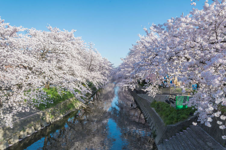 View of cherry blossom trees against clear sky