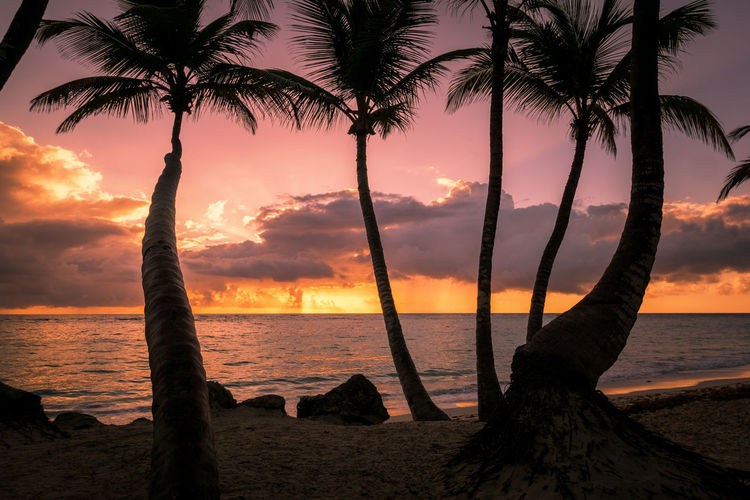Palm trees on beach during sunset