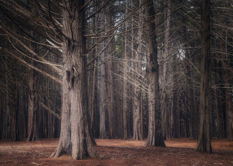 Bare cypress trees in forest