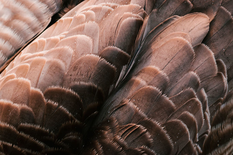 Close up shot of feather
