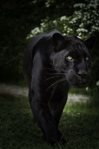 Portrait of a black cat on field