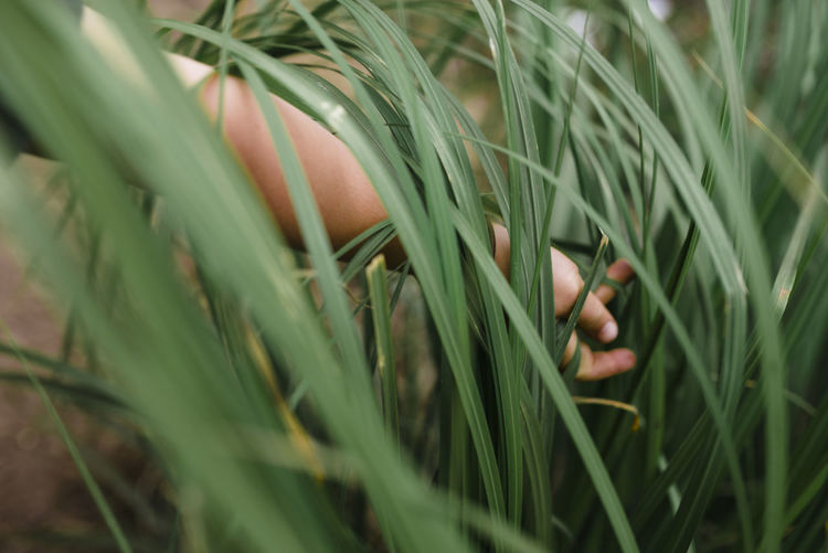 Cropped hand of girl holding plants in forest