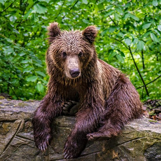Portrait of a carpathian brown bear in forest