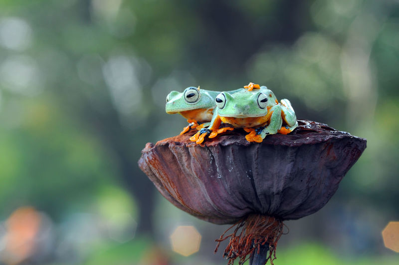 Close-up of frogs on flower