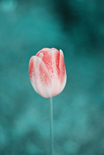 Fresh tulip bud isolated on green background. spring and beauty concept, mother's day greeting card