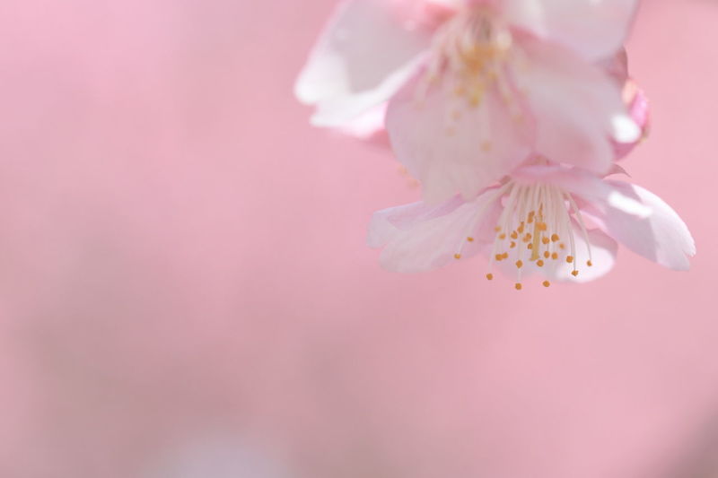 Page 2 of Plum Blossom pictures | Curated Photography on EyeEm