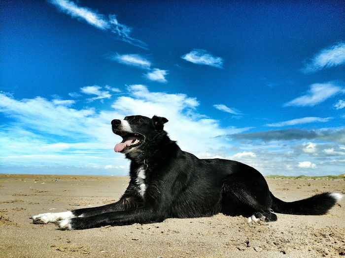 Dog sitting on sand at beach against sky