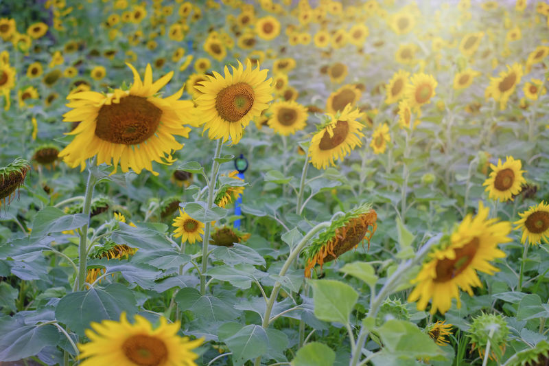 Sunflowers booming in garden with green leave background in sunny day