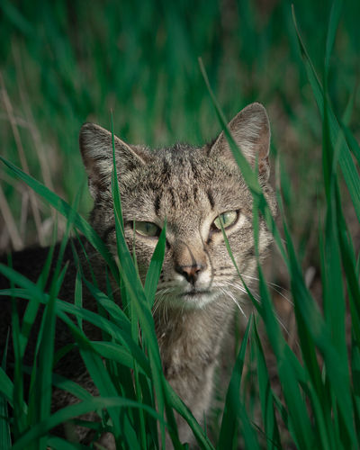 Portrait of a cat in grass