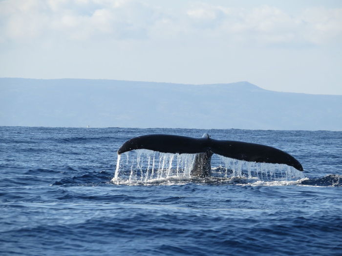 Whale splashing water in ocean against sky