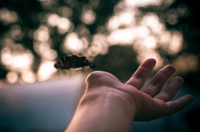 Close-up of human hand against blurred background