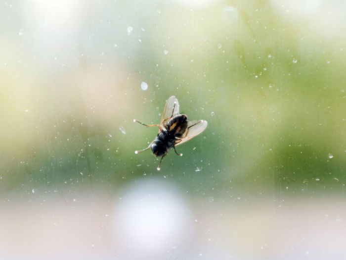 Close-up of bee on window