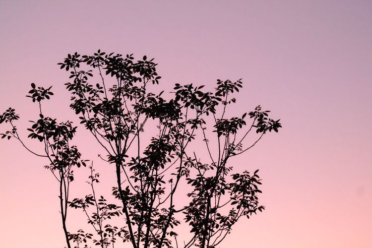 Silhouette branches against clear sky during sunset