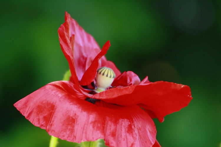 Close-up of red corn poppy blooming outdoors