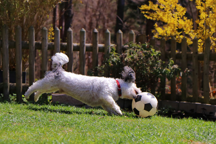 Dog playing with ball on grass