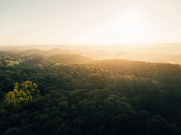 Scenic view of forest against sky