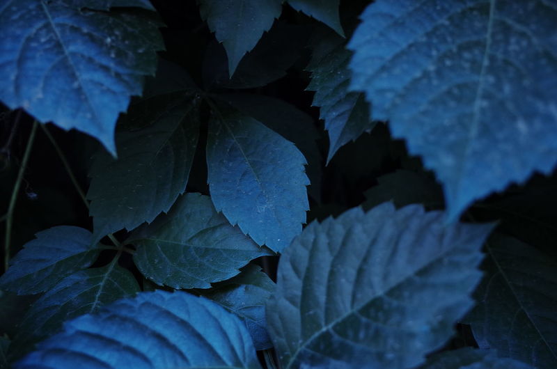 Full frame shot of hydrangea leaves