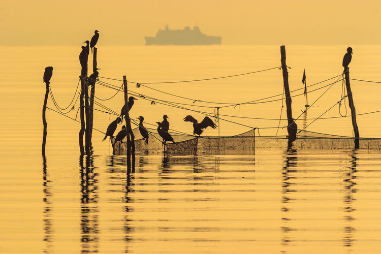 Ship travel at the horizon and cormorant birds sitting at a fishing net