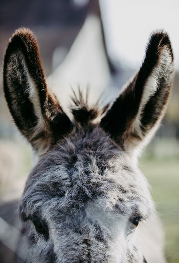 Close-up of donkeys ears
