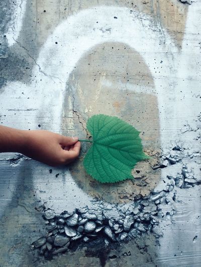 View of person holding leaf on wall