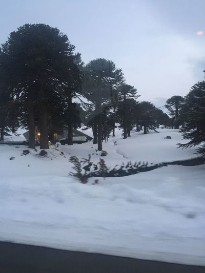 Trees on snow covered landscape