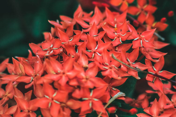 Close up of red flowers growing outdoors