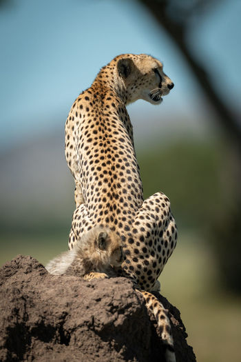 Cheetahs sitting on rock