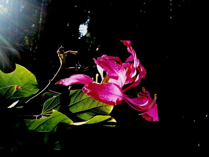 Close-up of pink flower at night