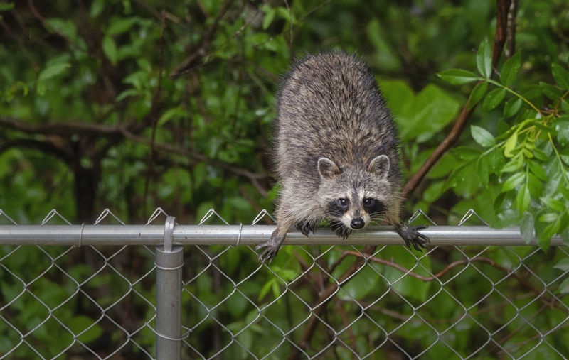Portraits of isolated racoons searching for food - tennessee, united states state animal
