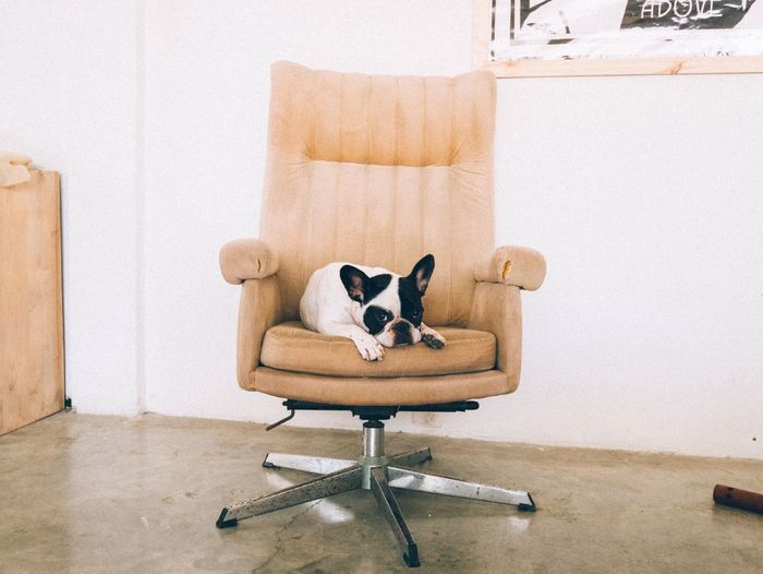 Portrait of french bulldog relaxing on office chair against white wall
