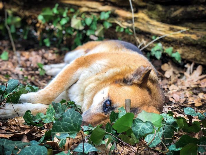 German shepherd sleeping on green leaves