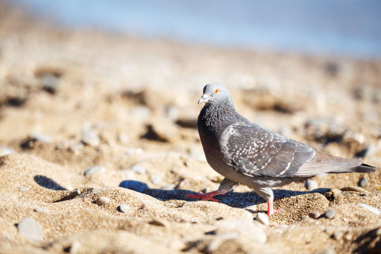 Close-up of a bird perching on sand