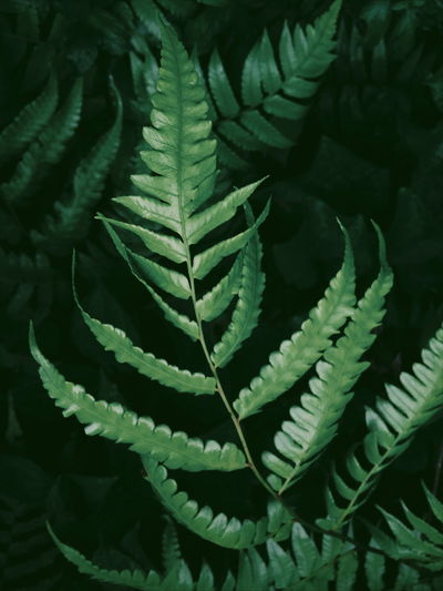 Full frame shot of succulent plant