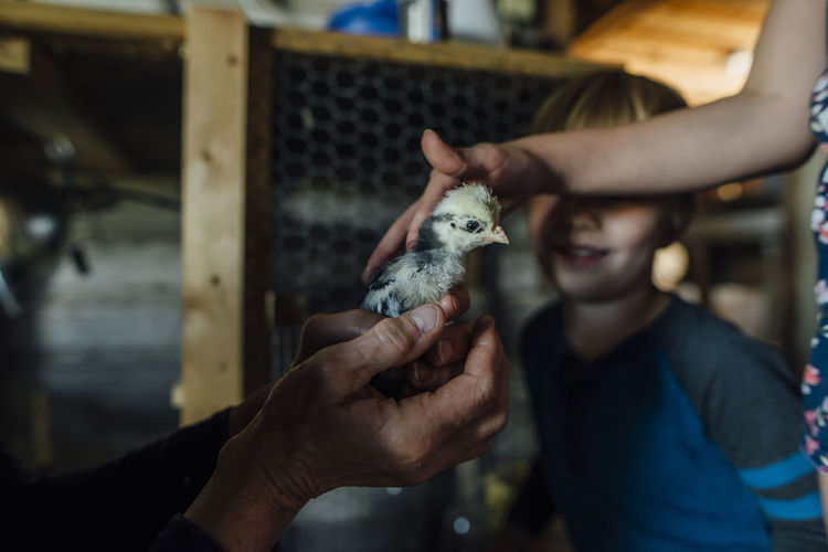 Cropped hands of grandmother showing baby chicken to grandchildren in barn