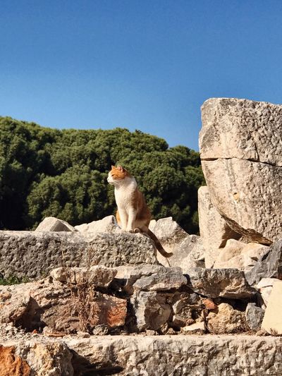 Cat sitting on rock against clear blue sky