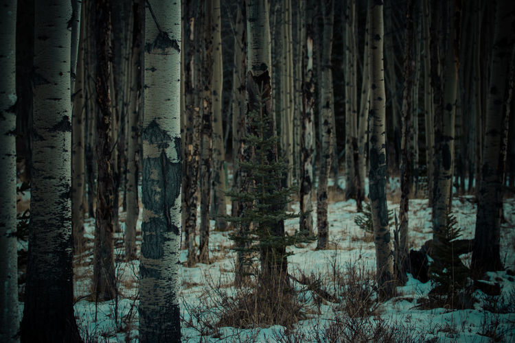 Full frame shot of trees in forest