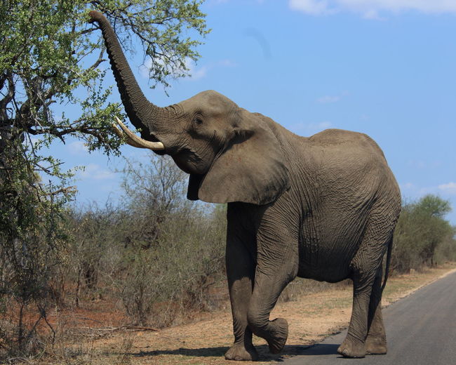 Full length of elephant in sunlight