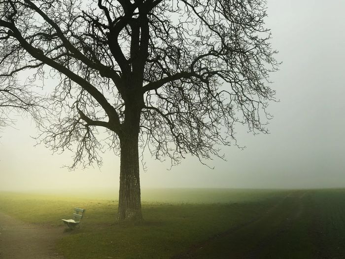 Bare tree on field against sky