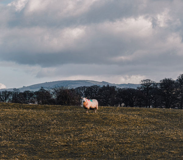 Lone sheep on a field
