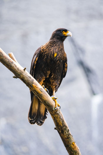 Portrait of a golden eagle on a branch